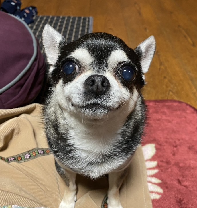 おおもり